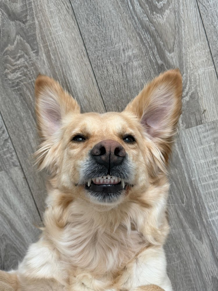 Hundetreffen-Gemeinsam spazieren, spielen, trainieren und austauschen :)-Profilbild