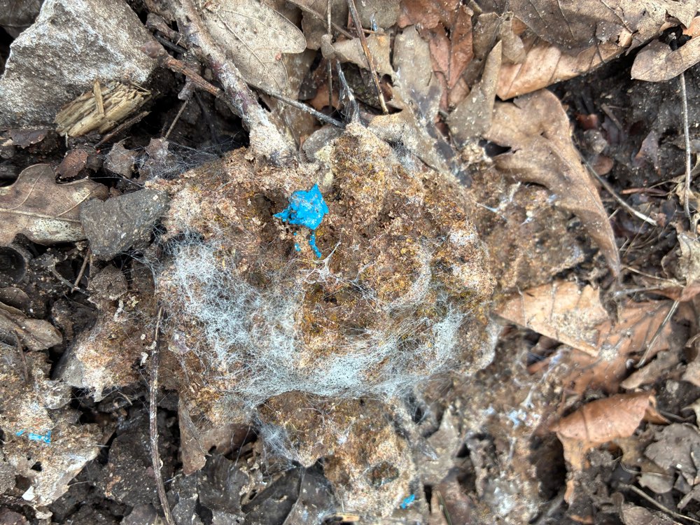 Giftköder-Ausgeschiedenes Rattengift ?!-Profilbild