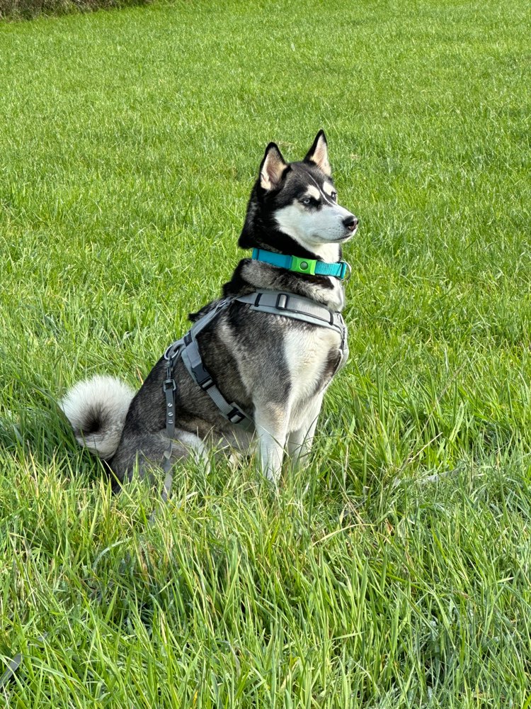 Hundetreffen-Neue Kontakte, soziale Gassirunden uvm.-Profilbild