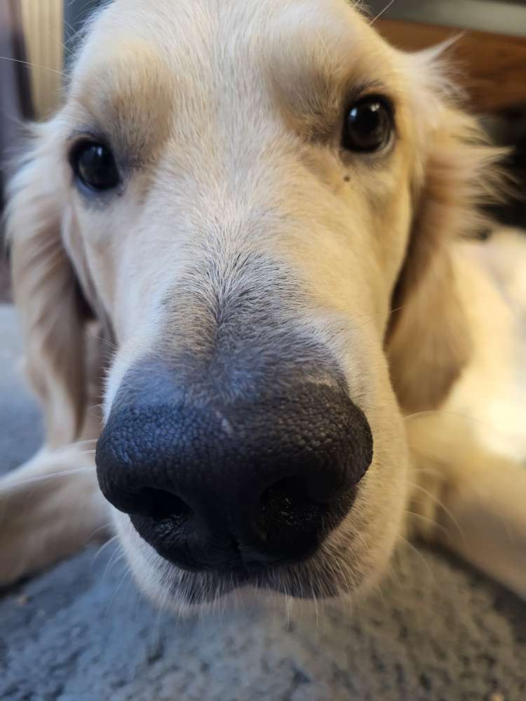 Hundetreffen-Spieletreffen - Seehofpark, Grüneburgpark oder anderswo-Profilbild