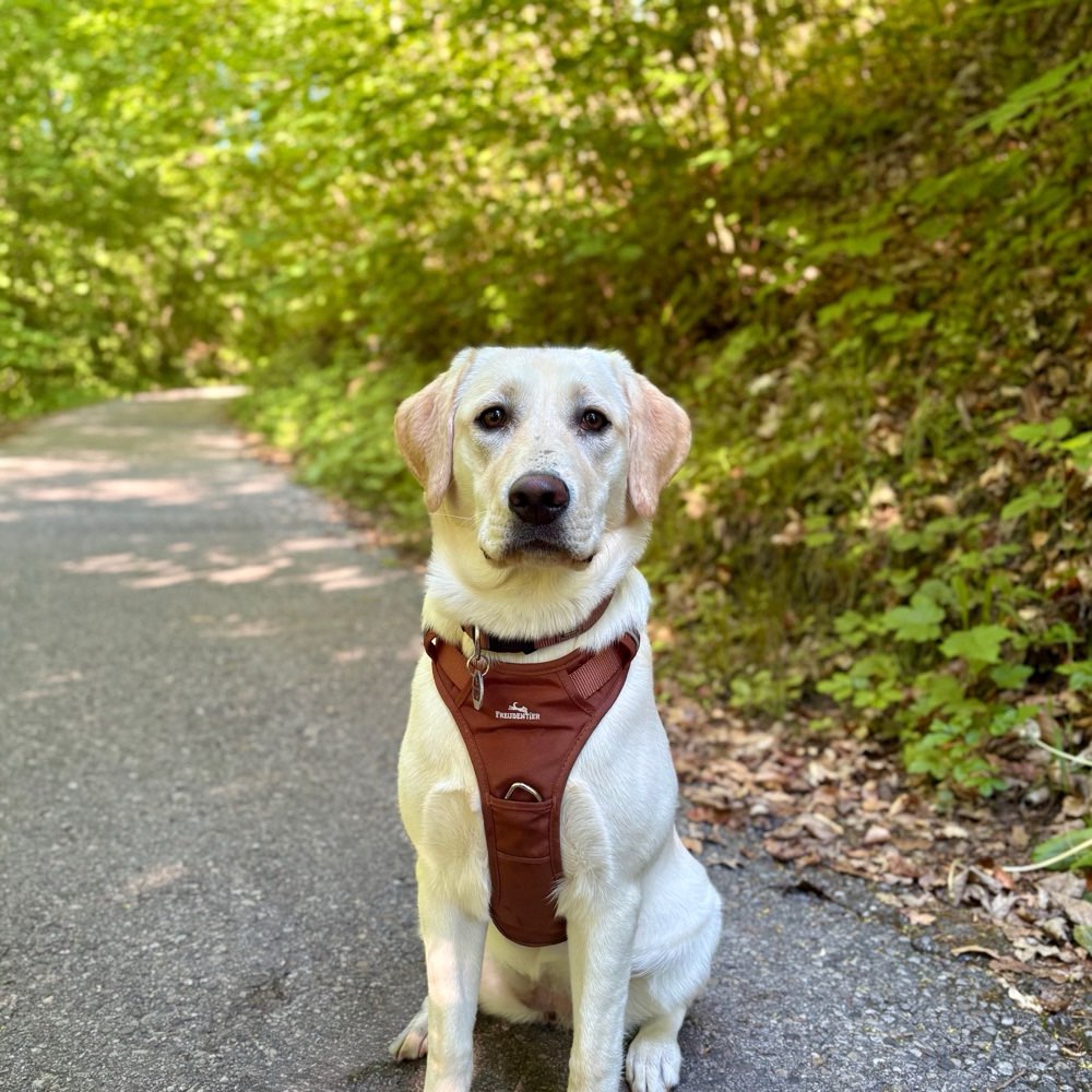 Hundetreffen-🐾 Spiel-, Trainings- & Spazierbuddy gesucht! 🐾-Profilbild