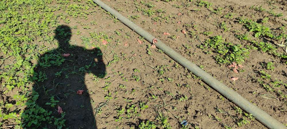 Giftköder-Fleischbrocken im Feld, Giftköder ?-Profilbild