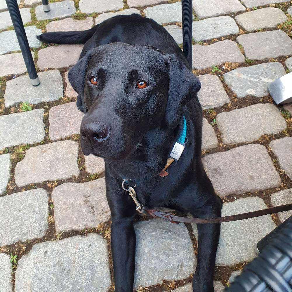 Hundetreffen-Gehorsamstraining/Spielen-Profilbild