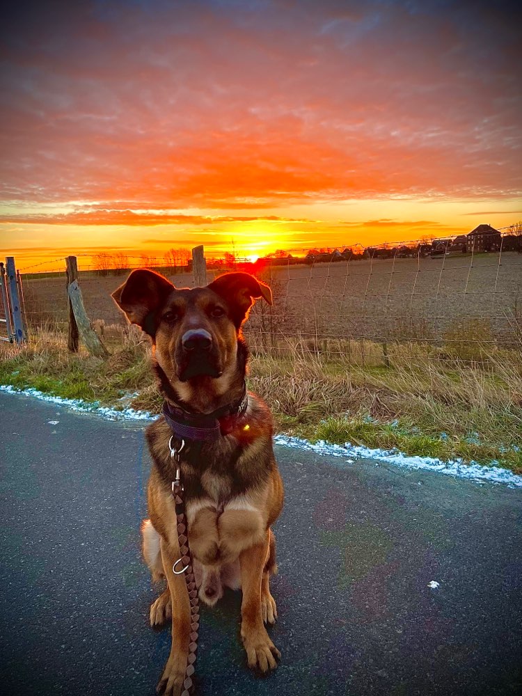 Hundetreffen-Gassi gehen, Toben, Spielen-Profilbild