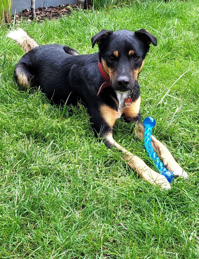 Hundetreffen-Lauftreff mit / ohne Leine.-Profilbild