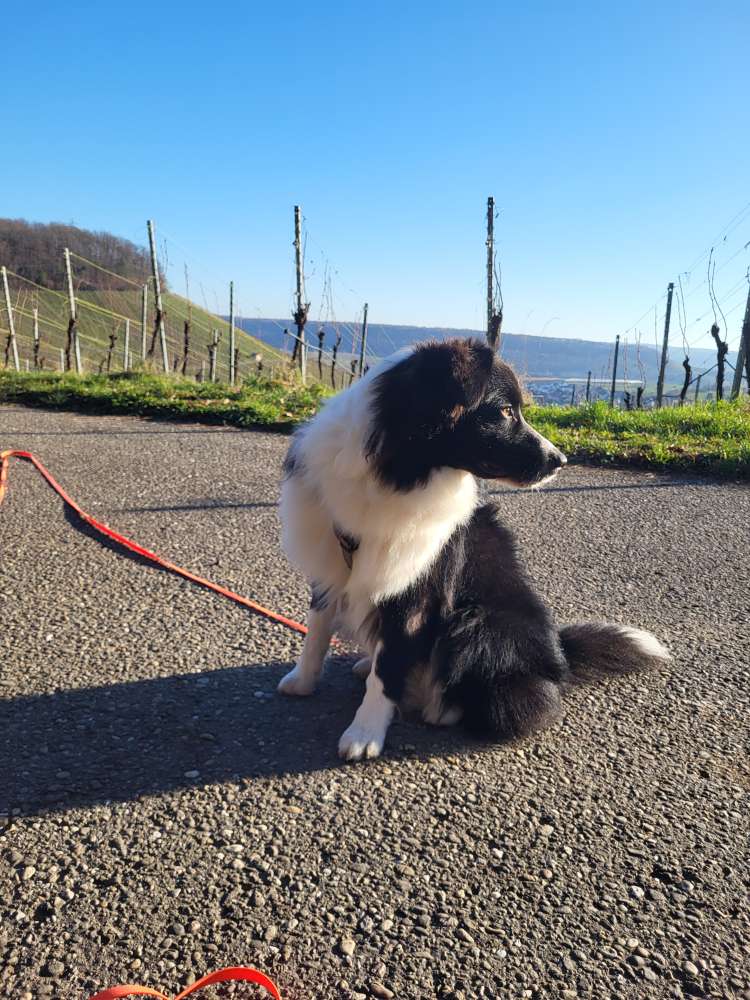 Hundetreffen-Begegnungstraining-Profilbild