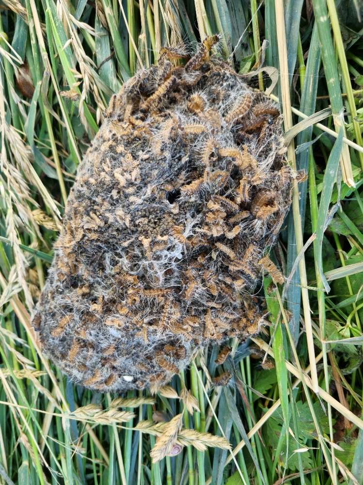 Giftköder-Nest der Eichenprozessionsspinnerraupen-Profilbild