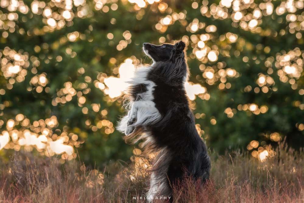 Hundetreffen-Gleichgesinnte - Spaziergang + Fotoshooting + Tricksen-Profilbild