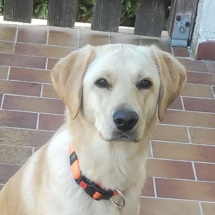 Hundetreffen-Gassi und ein wenig Training :)-Profilbild