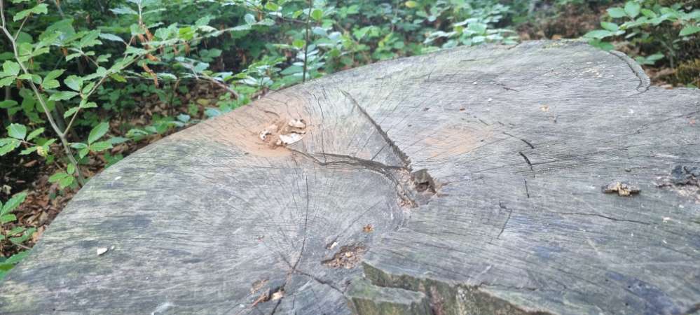 Giftköder-Möglicher Giftköder-Profilbild