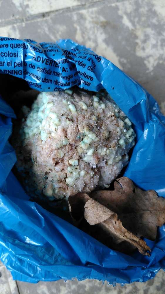 Giftköder-Giftköder-Profilbild