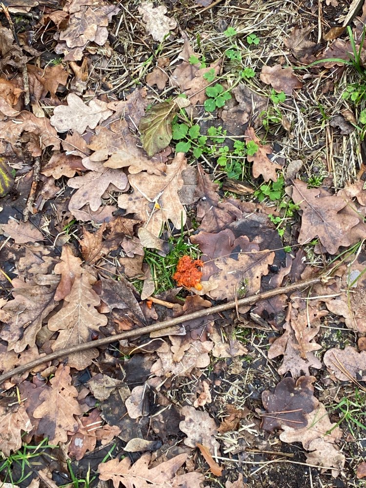 Giftköder-Eventuell Giftköder-Profilbild