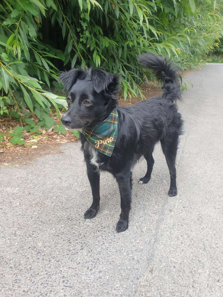 Hundetreffen-Play dates und Gassirunden-Profilbild