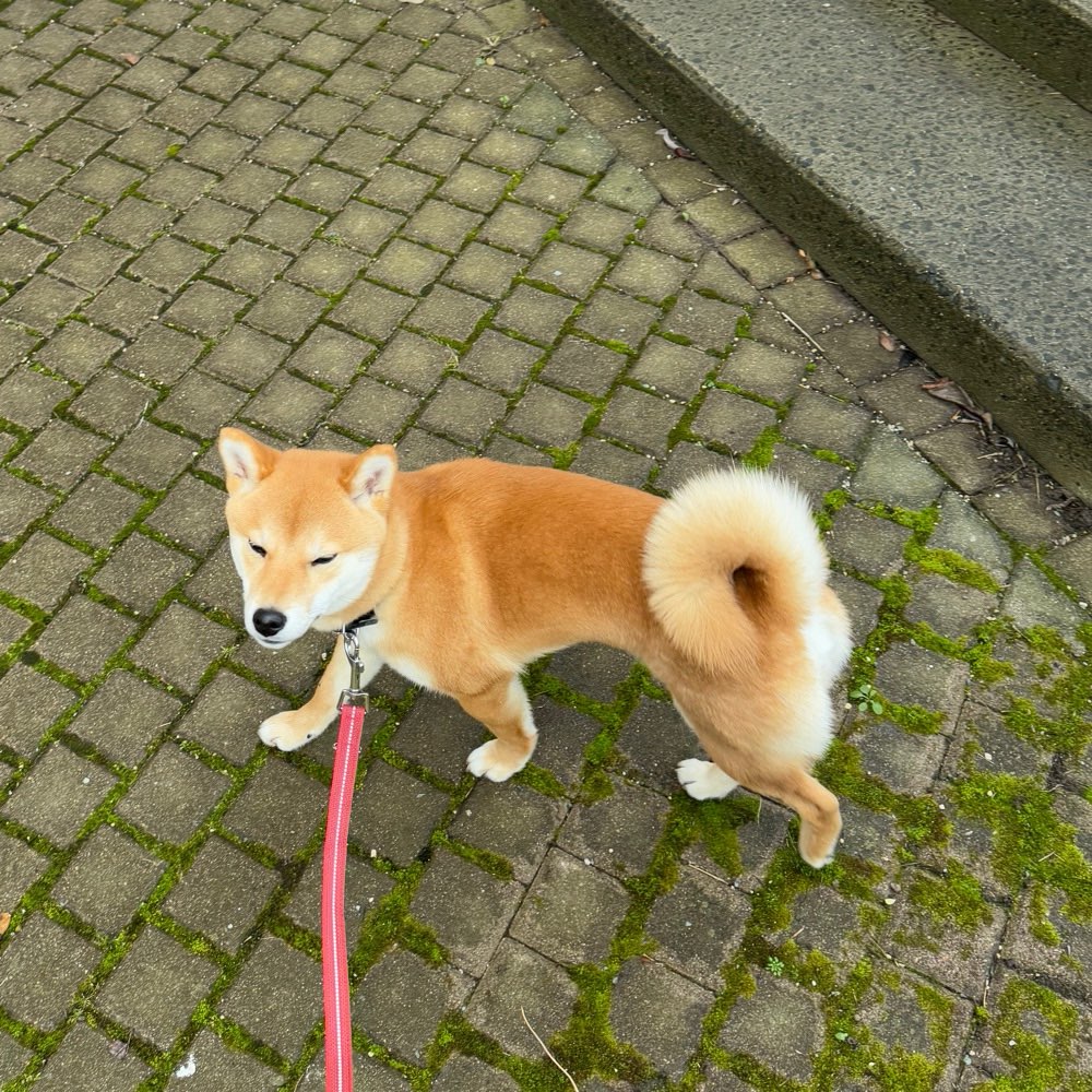 Hundetreffen-Gassifreunde-Profilbild