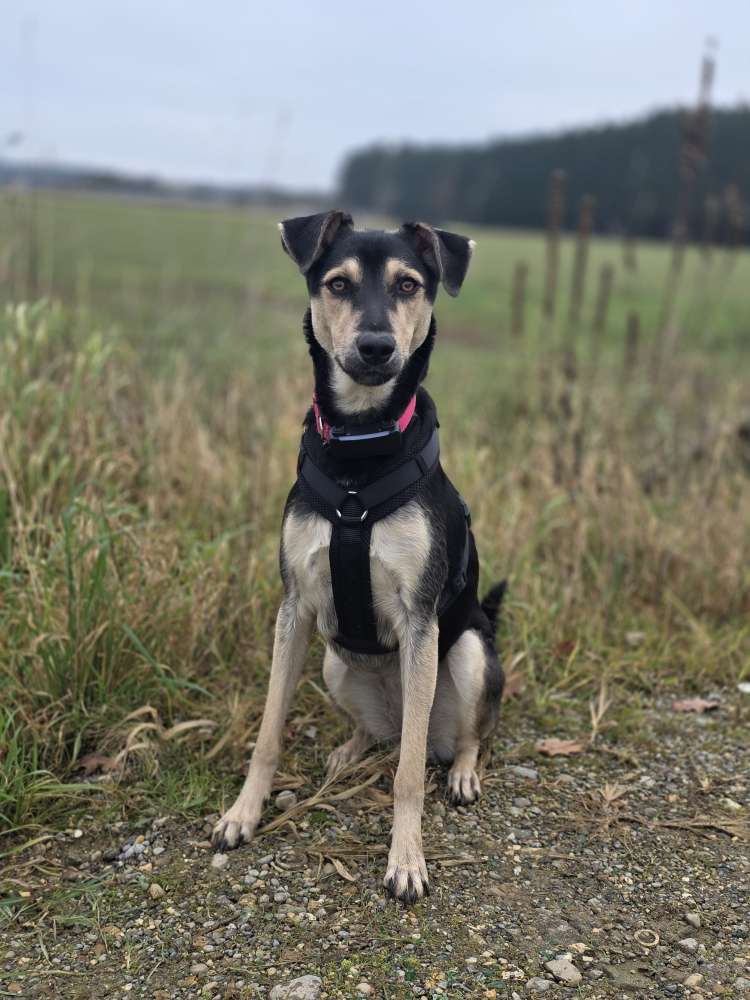 Hundetreffen-Hundefreunde - Gassi und Spielen-Profilbild