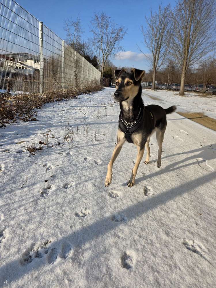 Hundetreffen-Auf der Suche nach Hundefreunden-Profilbild