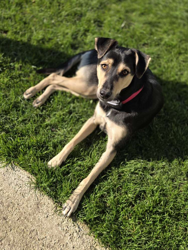 Hundetreffen-Auf der Suche nach neuen Hundekumpels 🐶-Profilbild