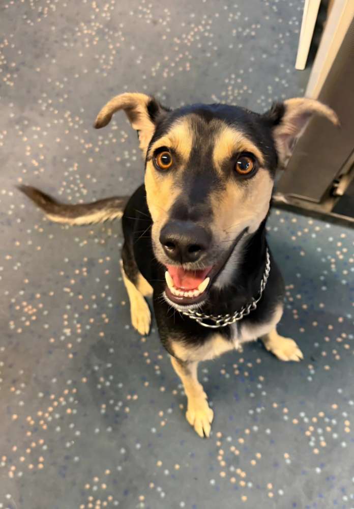 Hundetreffen-Mira sucht Hundefreunde 🐶-Profilbild