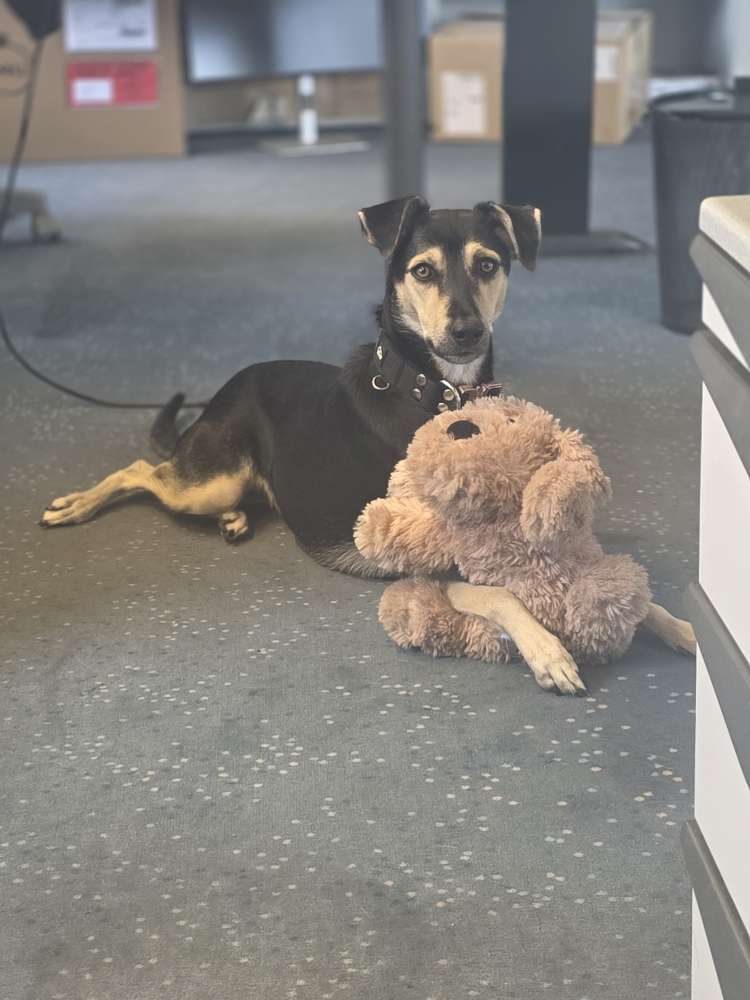 Hundetreffen-Hundekumpels im Raum Ehingen gesucht 🐶-Profilbild