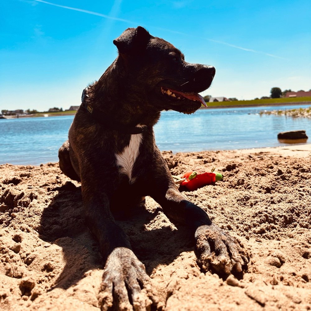 Hundetreffen-Gassi Runden 🐶🙌🏽 feste Hunde Freunde gesucht-Profilbild