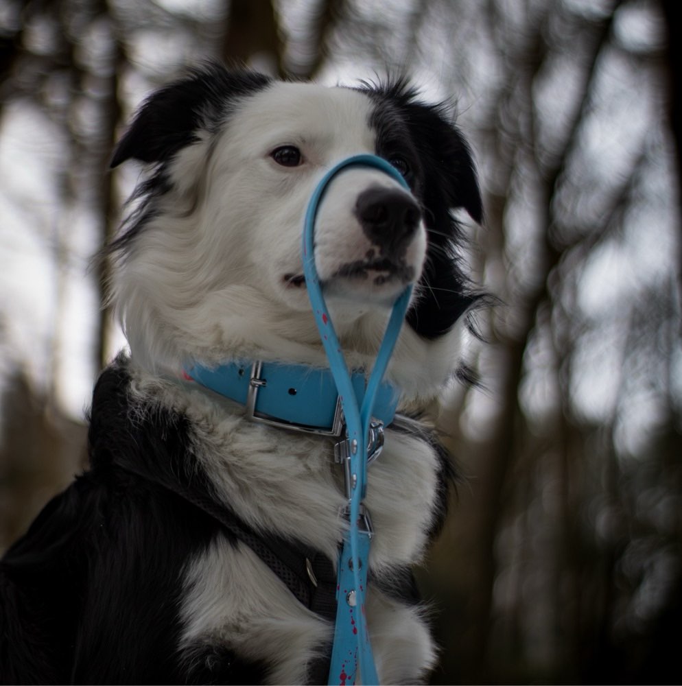 Hundetreffen-Jack sucht Gassi- Spiel- und Trainings Freunde-Profilbild