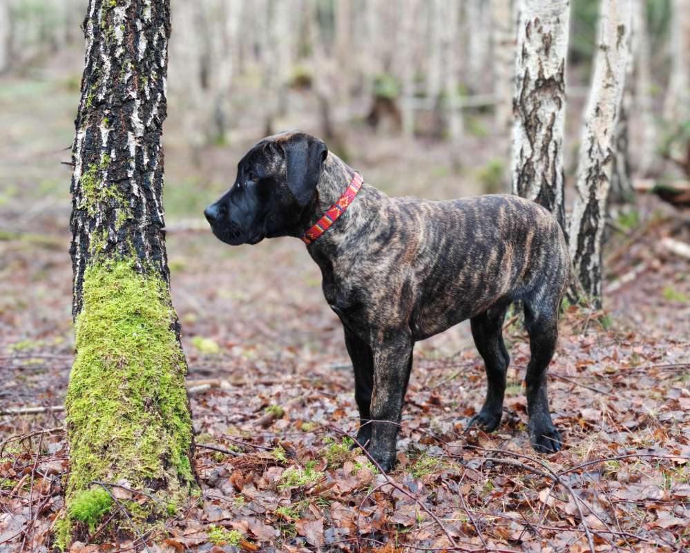 Hundetreffen-Hundetreff Schwarzatal-Profilbild