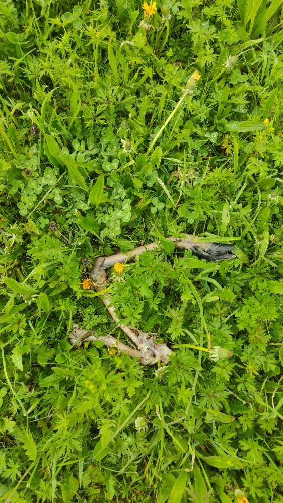 Giftköder-Achtung Kadaverteile-Profilbild