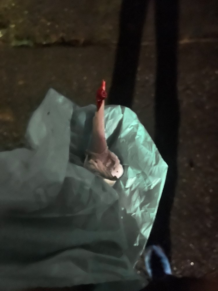 Giftköder-Rohes Hähnchen Reste-Profilbild