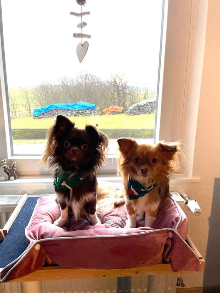 Hundetreffen-Spieltreffen für kleine Hunde (bis 5kg)-Profilbild