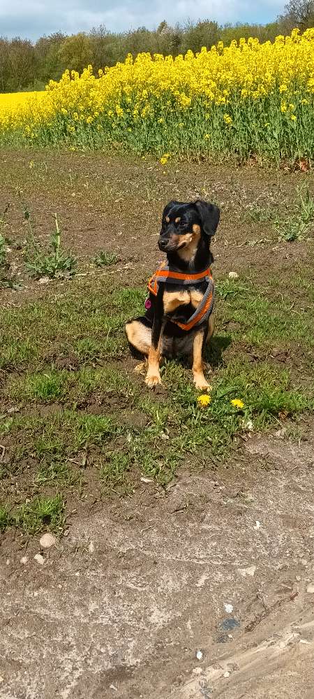 Hundetreffen-Mila sucht andere Hunde zum Gassigehen und spielen-Profilbild