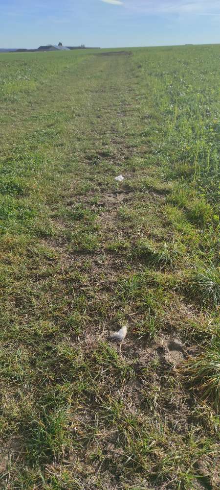 Giftköder-Verdacht auf Gifköder-Profilbild