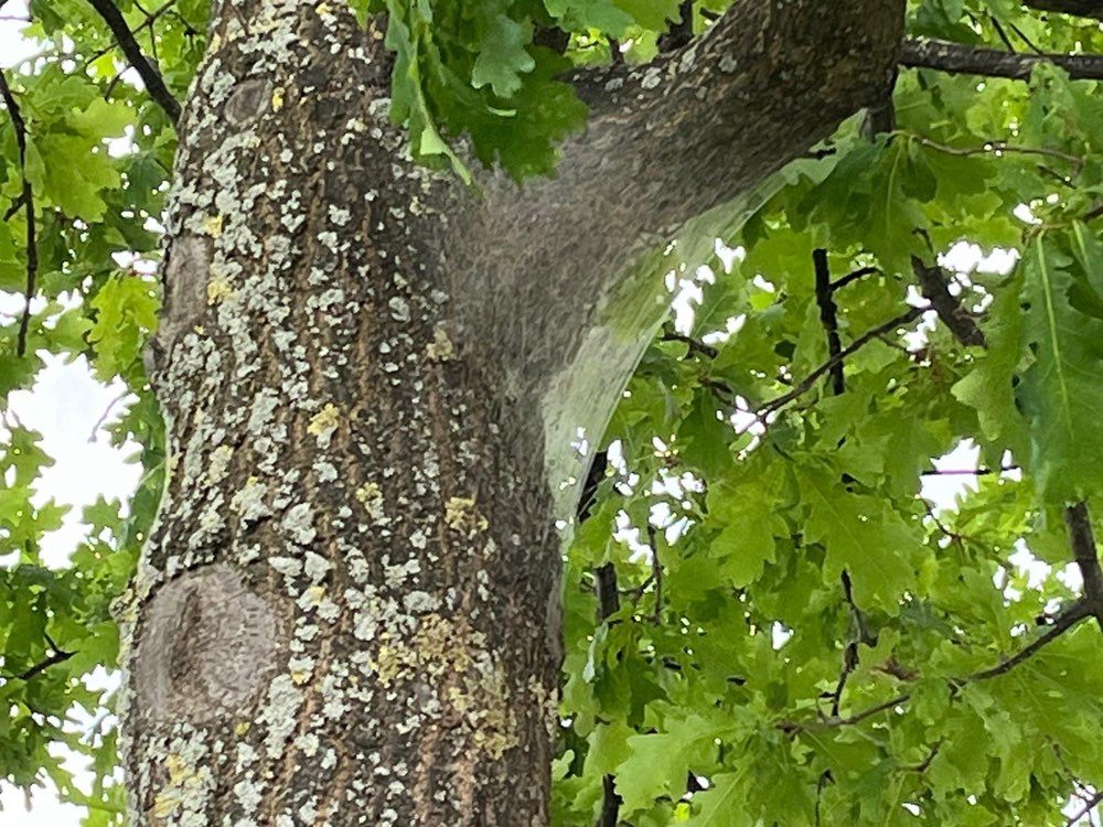 Giftköder-Eichenprozessionsspinner-Profilbild