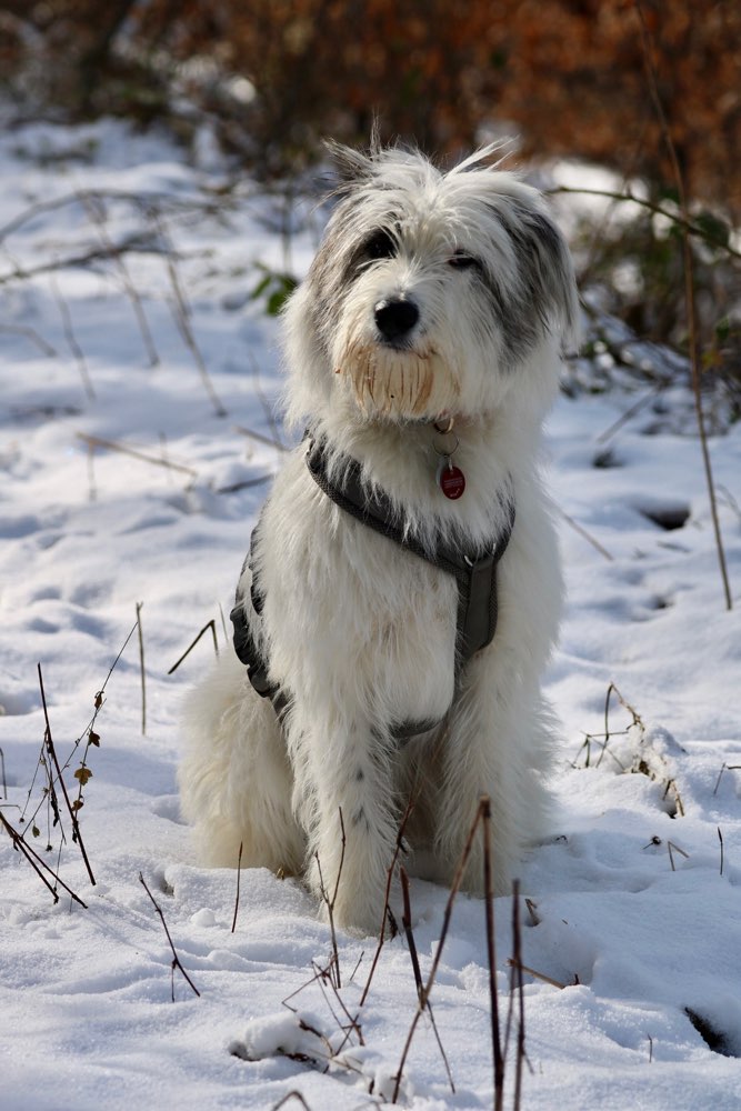 Hundetreffen-Pebbels sucht Freunde-Profilbild