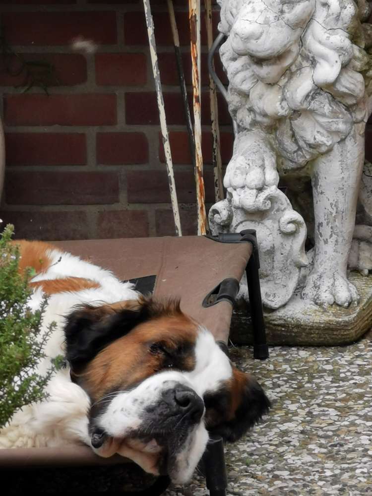 Hundetreffen-Treffen mit großen kräftigen Hunden-Profilbild