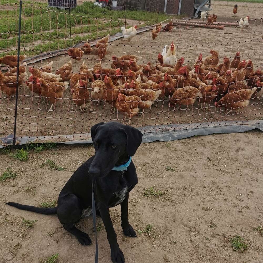 Hundetreffen-Gassi / Routine Hundebegegnungen-Profilbild