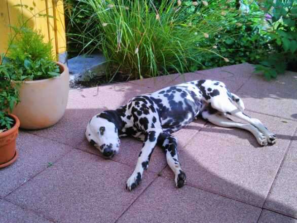 Hundetreffen-Gemeinsame Spaziergänge-Profilbild