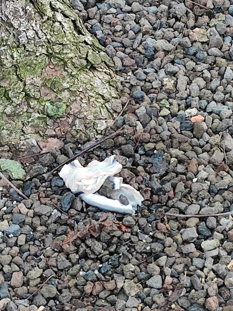 Giftköder-Löwenwall Fisch ausgelegt-Profilbild