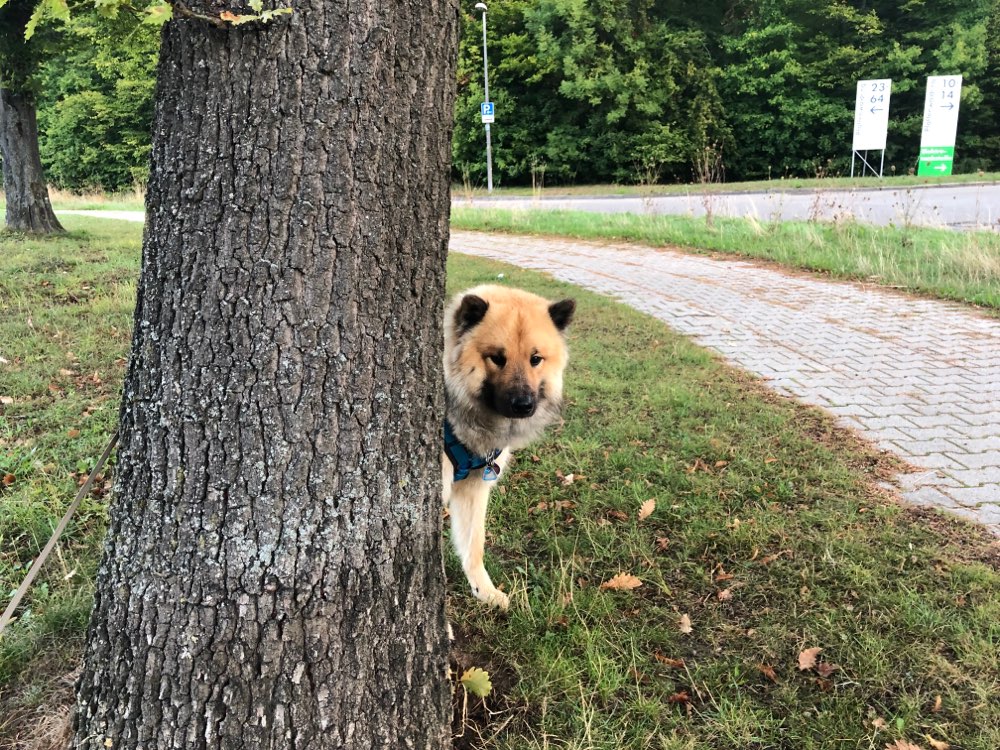 Hundetreffen-Hundetreffen im Büsnauer Wiesental-Profilbild