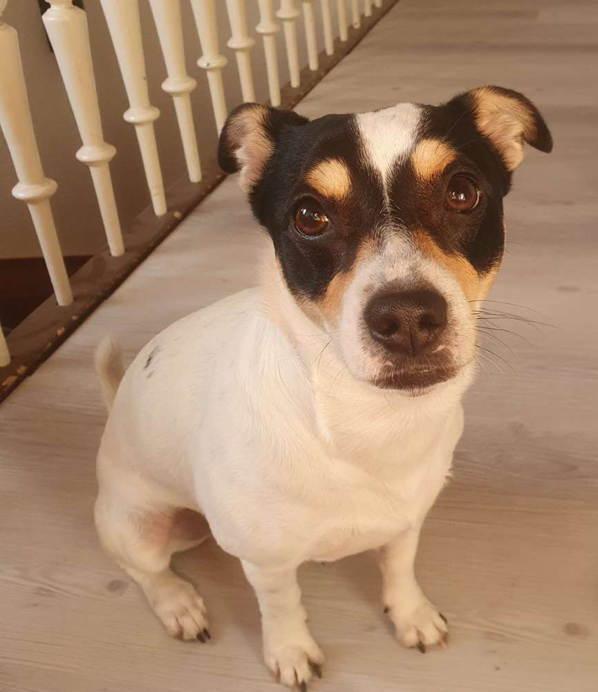 Hundetreffen-Milo sucht Freunde zum toben und spielen 🐾-Profilbild