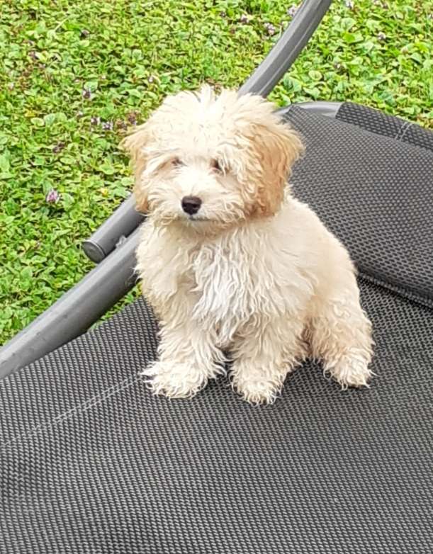 Hundetreffen-Welpentreffen in Nürtingen-Profilbild