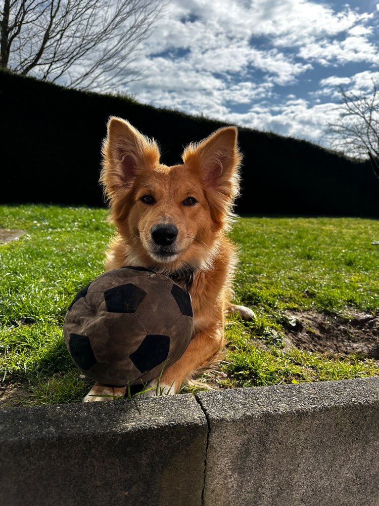 Hundetreffen-Gassi/spiel runde-Profilbild