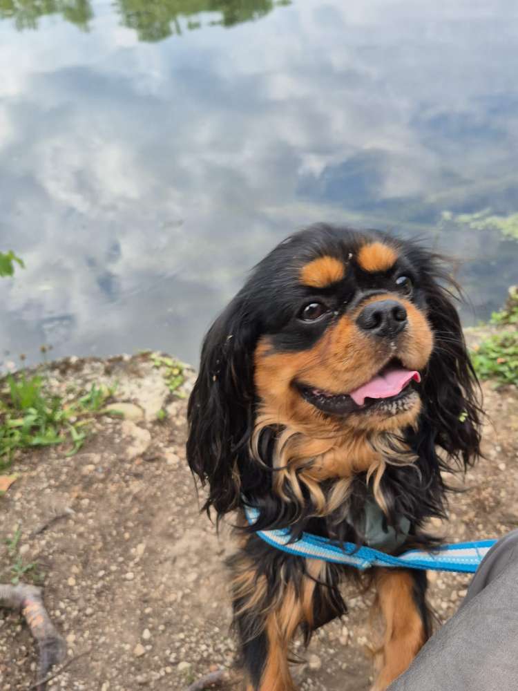 Hundetreffen-Gemeinsames Gassi gehen und/oder Spielen-Profilbild