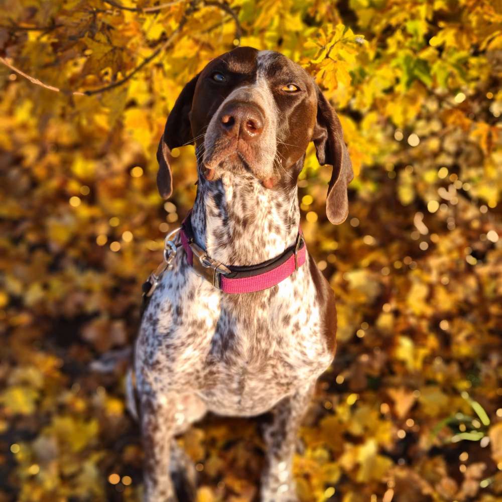 Hundetreffen-Spaziergang nähe Dillingen a.d. Donau-Profilbild