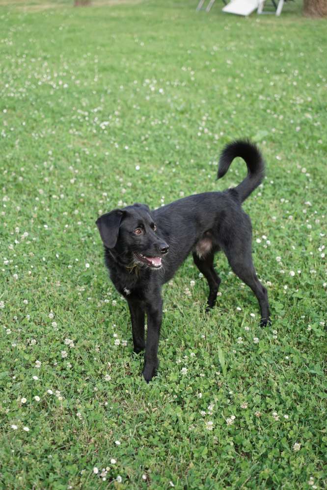 Hundetreffen-Spielgefährte/-in oder Gassipartner gesucht-Profilbild