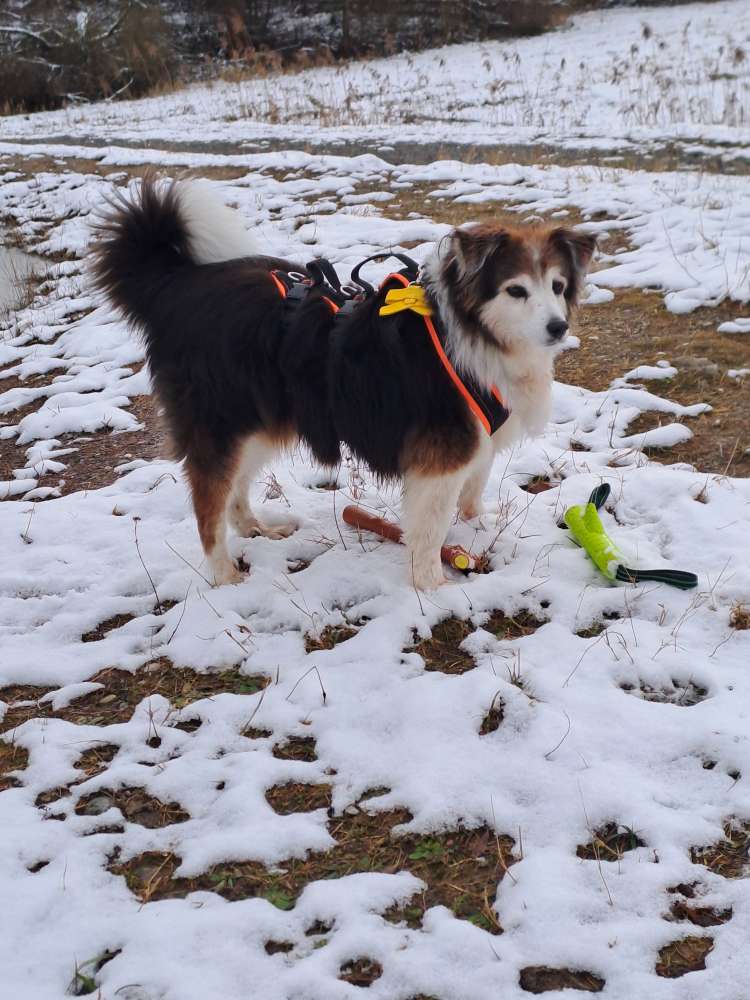 Hundetreffen-Gassirunden mit Hunde Senioren/innen und ruhigeren erwachsenen Hunden-Profilbild