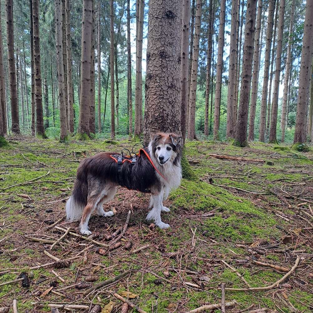 Hundetreffen-Senioren - Hunde - Gassi - Treff-Profilbild