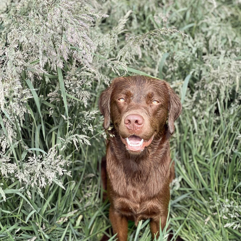 Hundetreffen-Spazier-& Spaßrunde 🐶🪵💦🌱-Profilbild