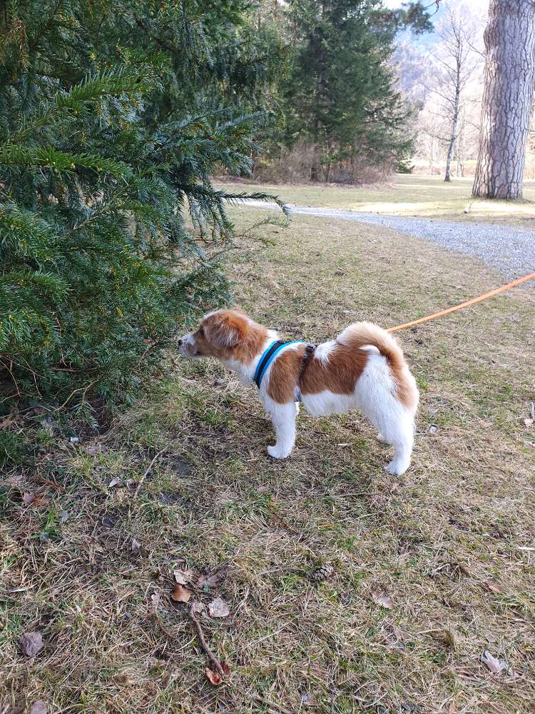 Hundetreffen-Junghundetreffen in der Umgebung von Chur-Profilbild