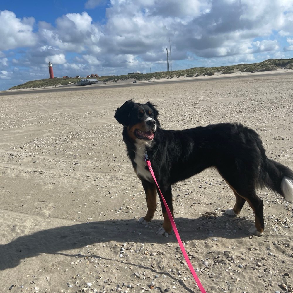 Hundetreffen-Gemeinsame Spaziergänge und Spielen-Profilbild