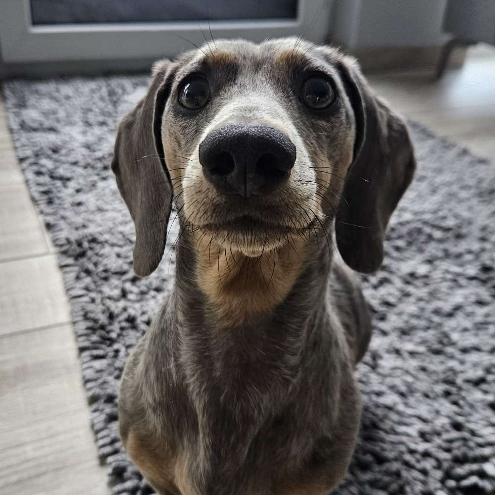 Hundetreffen-Hunderunde Leipziger Land-Profilbild